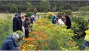 Capture Photo plantes médicinales CLatriche Capture Photo plantes médicinales CLatriche