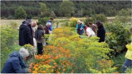 Capture Photo plantes médicinales CLatriche