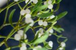 Mistletoe branch on a dark gray background Mistletoe branch on a dark gray background