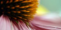 echinacea-gcc60a7116_1920