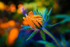 marigold-g310a62201_1920