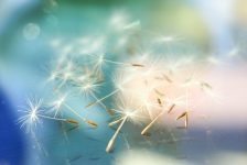 nature-grass-branch-abstract-plant-white-1041577-pxhere.com