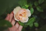 hand-plant-flower-petal-rose-green-99245-pxhere.com hand-plant-flower-petal-rose-green-99245-pxhere.com