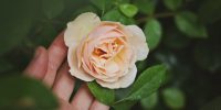 hand-plant-flower-petal-rose-green-99245-pxhere.com