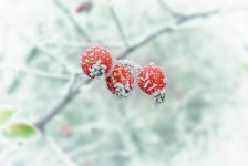 branch-snow-winter-plant-leaf-flower-752381-pxhere.com