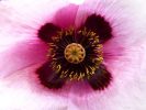 poppy-white-g67a9d6c6a_1920 poppy-white-g67a9d6c6a_1920