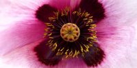 poppy-white-g67a9d6c6a_1920 poppy-white-g67a9d6c6a_1920