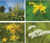 2023 07 MABD Séminaire Plantes médicinales